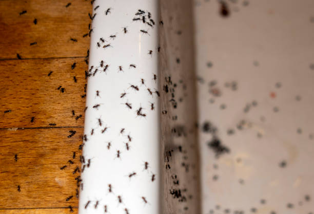 Best Exterminator Services  in Saticoy, CA