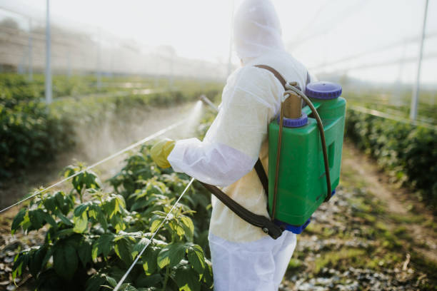 Flea Control Services in Saticoy, CA